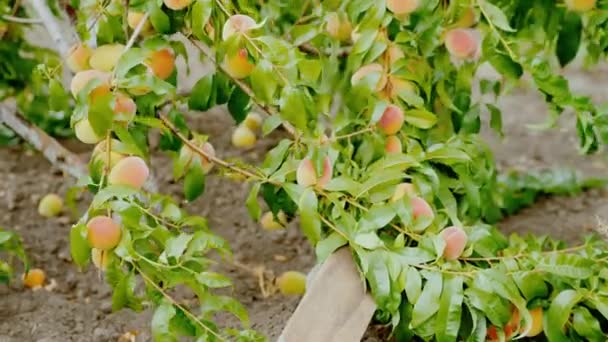 Гілка дерева зігнута під вагою стиглих персиків — стокове відео