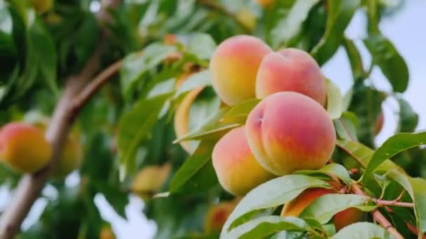 Кілька соковитих персиків дозрівають на дереві — стокове відео