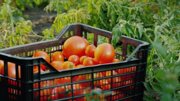 Légumes frais dans le jardin - une boîte avec des tomates parmi les branches de tomates — Video