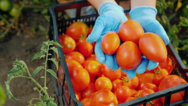 Vista superior das mãos dos agricultores estão segurando vários tomates maduros no jardim. Colheita de legumes — Vídeo de Stock