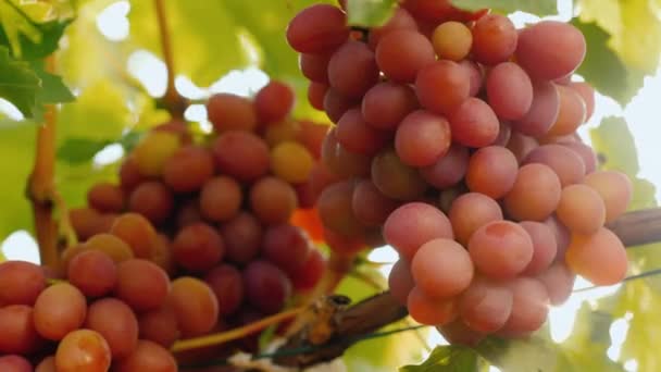 Grandes uvas suculentas amadurecem na videira — Vídeo de Stock