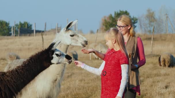 Kobieta z dzieckiem dać smakołyki do białego i czarnego alpaka — Wideo stockowe