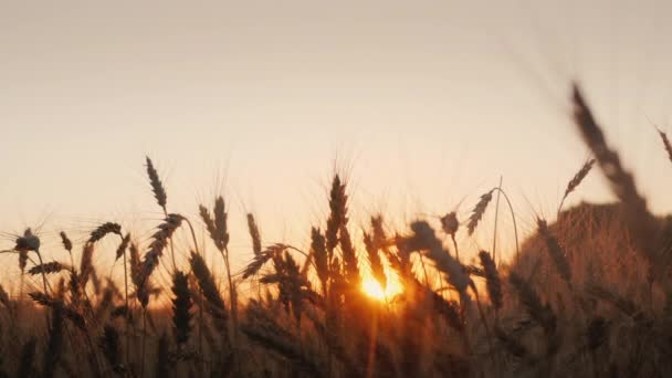 Händedruck über einem Weizenfeld bei Sonnenuntergang — Stockvideo