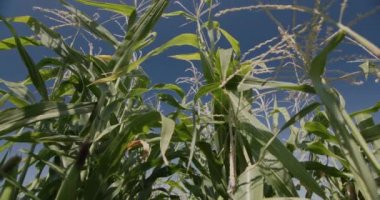 Mısır kaydırak görüntüsü tarlada büyür, düşük açı görünümü