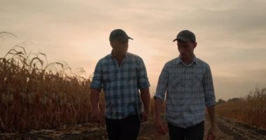 Yetişkin oğlu olan çiftçi gün batımında mısır tarlaları arasında yürüyor.