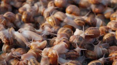 Çiftlikte canlı salyangozlar. Lezzetli bir yiyecek ve protein kaynağı