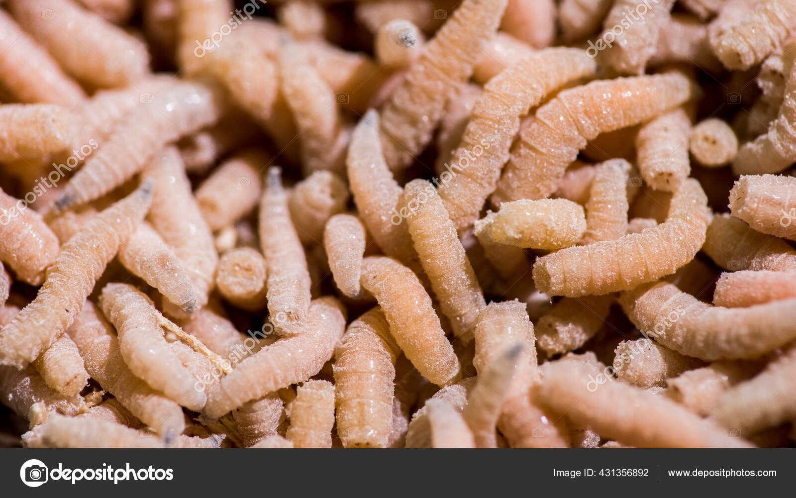 Lots of maggots, bait for winter fishing Stock Photo by ©StockSeller  431356892