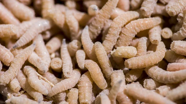 Lots of maggots, bait for winter fishing — Stock Photo, Image