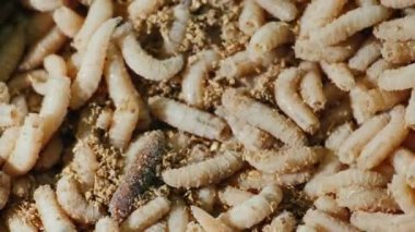 Balık yemi - canlı kurtçuklar, 4K video.