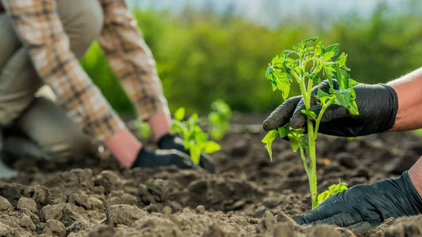 Due agricoltori piantano piantine di pomodoro in un campo — Foto Stock