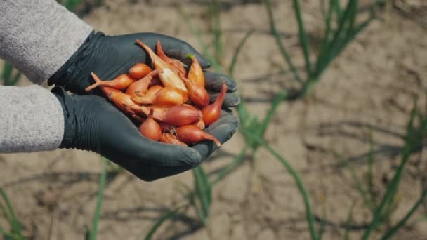 Фермери руками з дрібними цибулинами для посадки — стокове відео