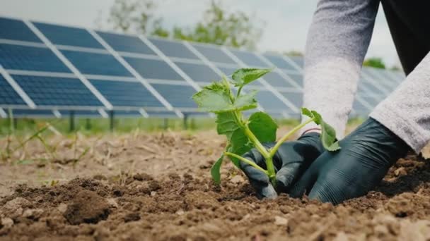 Ο άνθρωπος φυτεύει φυτά σε λαχανόκηπους, στο πλαίσιο του ηλιακού πίνακα σταθμών παραγωγής ηλεκτρικής ενέργειας — Αρχείο Βίντεο