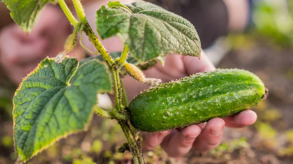 Baby hand holds ripe cucumber, not yet torn — Stock Photo, Image