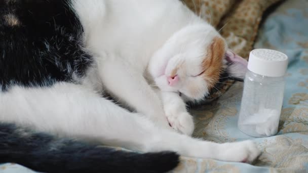 Il gatto domestico dorme vicino a banoki con delle pillole. Concetto di insonnia — Video Stock