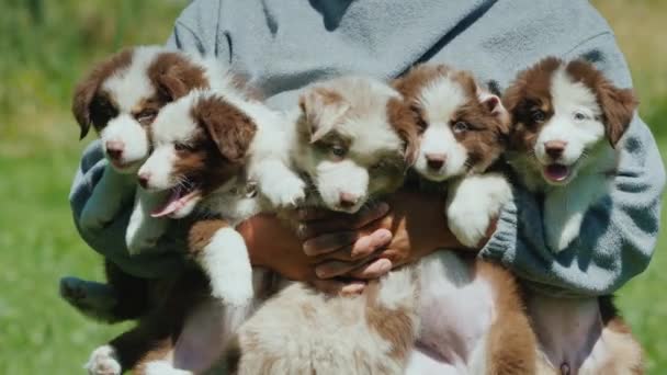 El propietario sostiene en sus brazos varios cachorros lindos — Vídeos de Stock