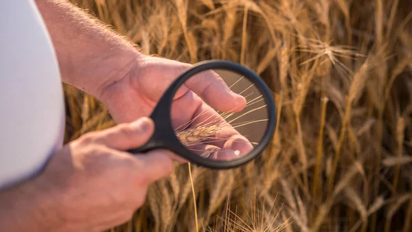 Vista superior: Um agrônomo estuda picos de trigo através de uma lupa — Fotografia de Stock