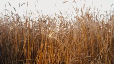 Ellerinde bira şişeleri olan eller buğday tarlasının arka planına çarpıyor.