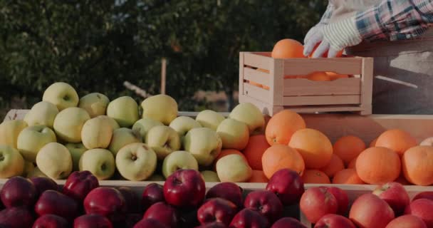 El granjero pone naranjas maduras en el mostrador. Mercado de agricultores y productos de productores locales — Vídeo de stock