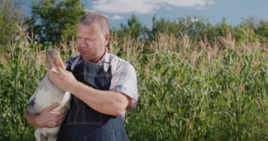 Bir çiftçi büyük bir kaz tutar. Kümes hayvanları ve yerel çiftçilerden yiyecek.