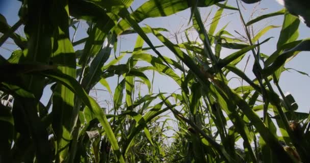 Maïs rijpt in de zon, zicht van onderaf. Slider schot — Stockvideo
