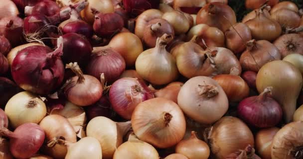 Slide 4k shot: The harvest of onions lies on the ground — Stock Video