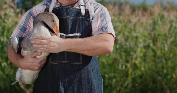 Um agricultor tem um grande ganso. Aves de capoeira e alimentos de agricultores locais — Vídeo de Stock