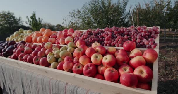广角镜头镜头:成熟的水果放在农贸市场的柜台上.苹果、梨等 — 图库视频影像