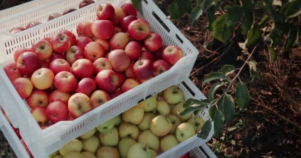 Tampilan atas: Kotak dengan apel yang baru dikumpulkan berdiri di bawah pohon di taman, memanen buah-buahan — Stok Video