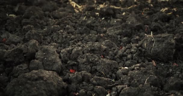 Geploegde grond gekookt voor de winter. Landbouwgrondwerken — Stockvideo