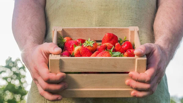 Bauer hält eine Holzkiste mit Erdbeeren — Stockfoto