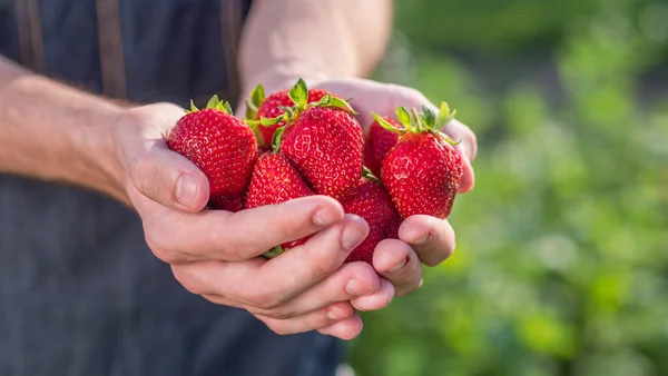 Landwirt hält große Erdbeeren in den Händen — Stockfoto