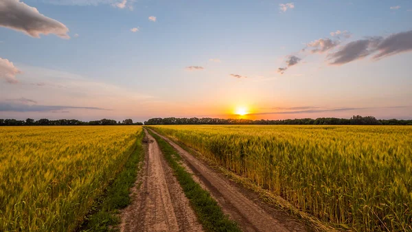 Strada panoramica nel campo di grano — Foto Stock