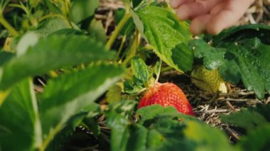 Çiftçi dikkatli bir şekilde çalılıktan çilek keser, hasat eder.
