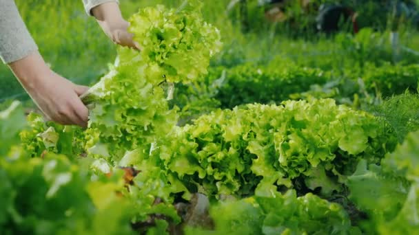 Pluck fresh lettuce leaves on the bed. Healthy eating concept — Stock Video