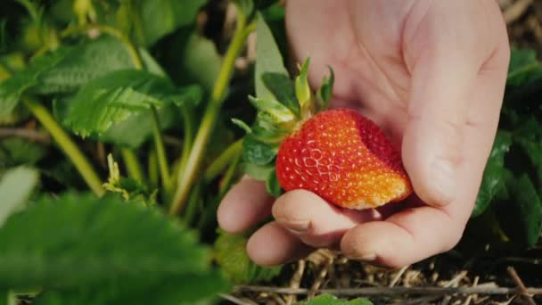 Farmers palm with a large strawberry berry — Stock Video