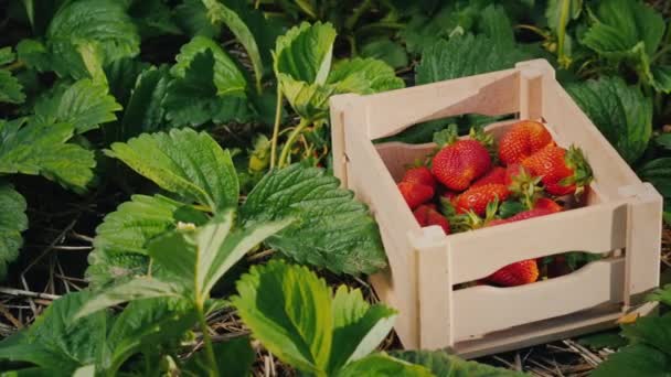 Landmanden skærer omhyggeligt jordbær af og lægger i en kasse – Stock-video