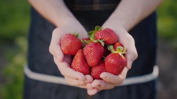 農家の手にジューシーなイチゴを熟す — ストック動画