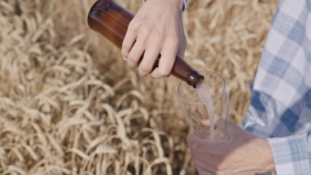 Bir adam şişeden bardağa bira dolduruyor. Sahadaki buğday kulaklarının arka planına karşı. Üst görünüm — Stok video