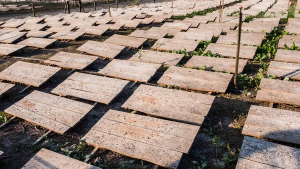 Campo onde os caracóis são cultivados, placas protegem os animais do sol — Fotografia de Stock