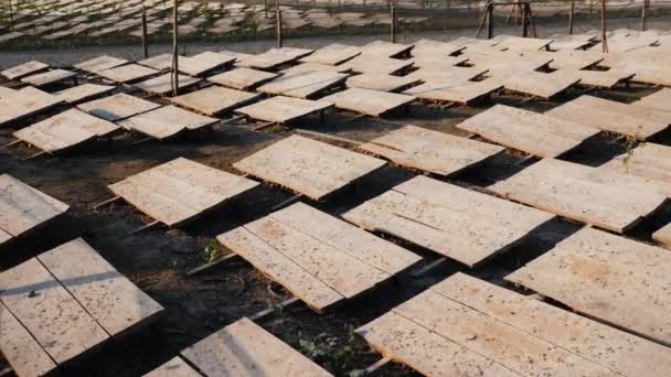 Равликова ферма - дерев'яні навіси стоять на полі, щоб захистити від сонця і тепла — стокове відео