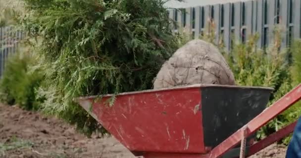 Bakifrån: En man rullar en vagn med tui plantor. Plantering av träd för häckar — Stockvideo