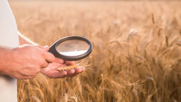 Farmáři ruce s lupou, studující hroty pšenice — Stock fotografie
