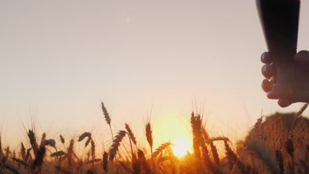 Due mani maschili battono bicchieri di birra al tramonto. In piedi nel campo di grano — Video Stock