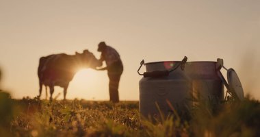 The silhouette of a farmer, stands near a cow. Milk cans in the foreground clipart