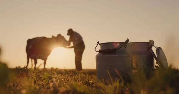 La silhouette d'un fermier, se tient près d'une vache. Boîtes de lait au premier plan — Photo