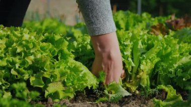 Kadınların elleri, yataklardan yeşil marul yaprakları topluyor.