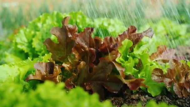Jordbrukare häller salladsbuskar på sängen — Stockvideo