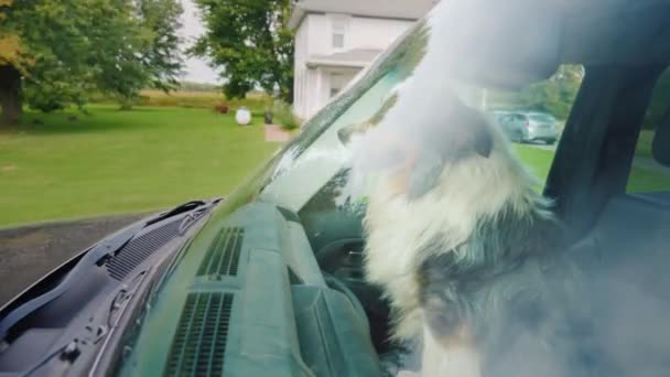 一位狗乘客坐在司机旁边，透过挡风玻璃观看 — 图库视频影像