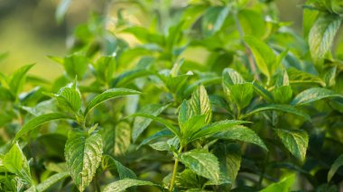 Yatakta taze nane yetişiyor.