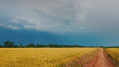 Fırtına bulutları ve şimşeklerin arka planında buğday tarlasında manzaralı bir yol